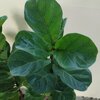 ต้นไทรใบสัก - Fiddle Fig (Ficus lyrata)