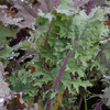 เคลวินเทอร์แดง - Winter Red Kale