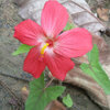 โสมชบา - Decaschistia parviflora