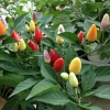 พริกประดับจีน 5 สี - Chinese Ornamental 5 Color Pepper