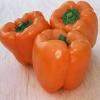 พริกหวานสีส้ม - Orange Sun Pepper