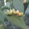พริคลี่แพร์ผลสีเหลือง - Yellow fruit Prickly Pear