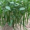 พริกยาววิค F1 - Vic Long Pepper F1