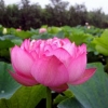 ดอกบัวหลวงสีชมพู - Lotus