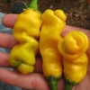 พริกกระจู๋สีเหลือง - Yellow Peter Pepper