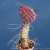 พริคลี่แพร์ซานตาริต้า (พันธุ์หนามยาว) - Opuntia violacea v. macrocentra