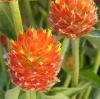 บานไม่รู้โรยสีส้ม - QIS Orange Gomphrena