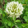 โคลเวอร์ดัชสีขาว - White Dutch Clover (ตำนานโคลเวอร์ 4 แฉก)