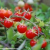 มะเขือเทศเคอเร้นท์สีแดง - Red Currant Tomato