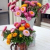 ดอกกระดาษคละสี - Mixed Strawflower