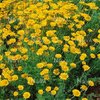 เดซี่มาร์กาเร็ตสีทอง - Golden marguerite Daisy (Anthemis tinctoria)