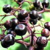 เอลเดอร์เบอรี่ยุโรป - European Elderberry