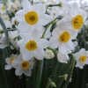 นาร์ซิสซัสทาเซ็ตต้า - Narcissus Tazetta