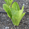 ผักสลัดห่อปารีสไอซ์แลนด์ - Parris Island Lettuce