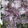 โหระพารัฟเฟิลสีม่วง (ใบหยัก) - Purple Ruffles Basil