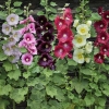 ฮอลลี่ฮอคคละสี - Mixed Hollyhock