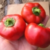 พริกหวานฟักทองสีแดง - Red Pimento Pepper