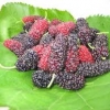 หม่อนม่วง - Purple Mulberry