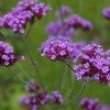 เวอร์บิน่าคละสี - Mixed Verbena (Verbena Tenuisecta)