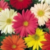 เยอบีร่าคละสี - Gerbera Jamesonii Hybrids