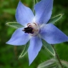 โบราจ - Borage (ดอก ใบ ทานได้)