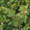 โคลเวอร์เกาหลี - Korean Clover (Lespedeza stipulacea)