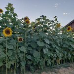 ทานตะวันรัสเซียดำ - Black Russian Sunflower (ต้นสูง)