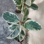 ต้นยางอินเดียใบด่าง - Ficus elastica Variegata