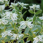 สโนว์ออนเดอะเมาท์เทน - Snow on the mountain (Euphorbia marginata)