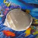 หอยต่ายเทา