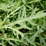 ไวลด์ร็อกเก็ต - Diplotaxis Tenuifolia (Wild Rocket)