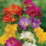 ฟรีเซียดอกซ้อนคละสี - Mixed Double Freesia