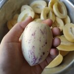 เปปปิโนสีเหลือง - Yellow Pepino Melon