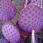พริคลี่แพร์ซานตาริต้า - Opuntia violacea v. santa rita