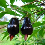 ต้นเชอร์รี่ริโอแกรนด์ - Cherry of Rio Grande (Eugenia involucrata)