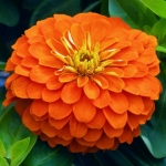 บานชื่นสีส้มคละชนิด - Orange King Zinnia