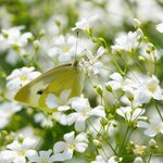ยิปโซฟิล่าสีขาว - White Gypsophila (Gypsophila elegans)