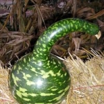 ฟักคอหงส์ - Gooseneck Gourd