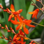 มงต์เบรเทีย - Montbretia