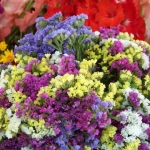 สแตติสคละสี - Mixed Statice