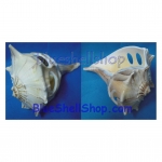 หอยสังข์เวียนซ้ายแบบเจาะรู