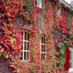 ไอวี่บอสตัน - Boston Ivy