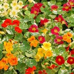 นัซเทอร์เที่ยมใบด่างคละสี (ดอก ใบ ทานได้) - Mixed Alaska Nasturtium (Tropaeolum nanum)