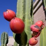 แอปเปิลเปรูเวียนสีแดง - Red Peruvian Apple