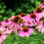 เอ็กไคนาเซีย - Echinacea (Echinacea purpurea)