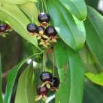 ต้นเชอรี่บราซิล - Brazil Cherry (Eugenia Brasiliensis)