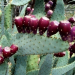 พริคลี่แพร์ลิ้นวัว - Opuntia Engelmannii