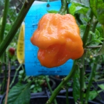 พริกจาไมก้าสก็อตบอนเนทสีส้ม - Orange Jamaican Scotch Bonnet Pepper