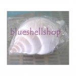 หอยสังข์อินเดีย