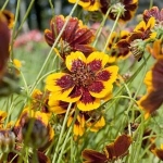 คอสมิเดียมฟิลิปไพน์ - Cosmidium Philippine (กลิ่นหอมคล้ายช็อกโกแลต) 25 เมล็ด